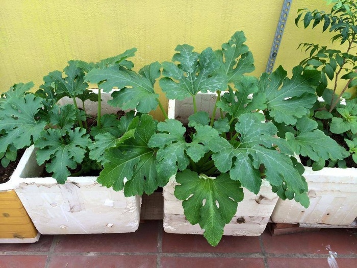 Đã mắt với vườn rau trong thùng xốp ăn không xuể của mẹ đảm Hà thành-4