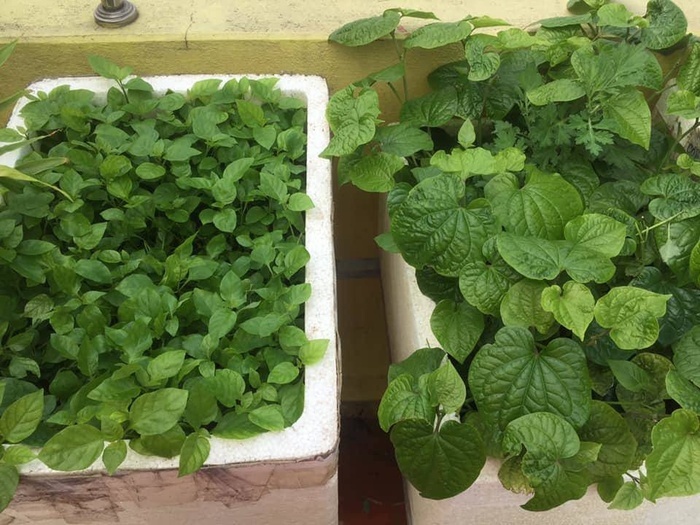 Đã mắt với vườn rau trong thùng xốp ăn không xuể của mẹ đảm Hà thành-5