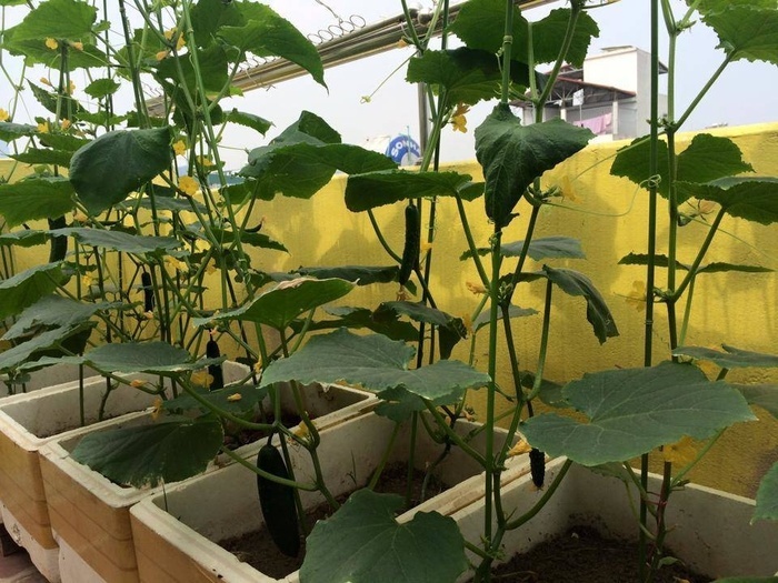 Đã mắt với vườn rau trong thùng xốp ăn không xuể của mẹ đảm Hà thành-6