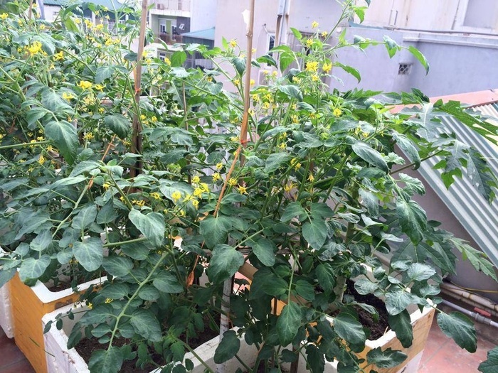 Đã mắt với vườn rau trong thùng xốp ăn không xuể của mẹ đảm Hà thành-7