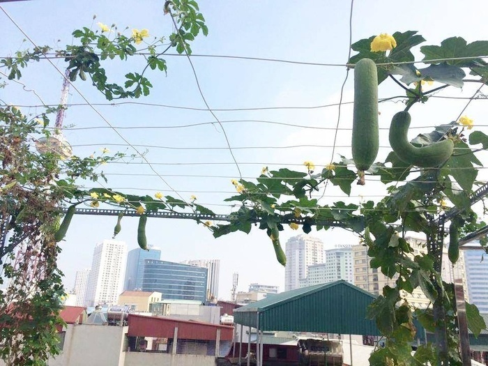 Đã mắt với vườn rau trong thùng xốp ăn không xuể của mẹ đảm Hà thành-8