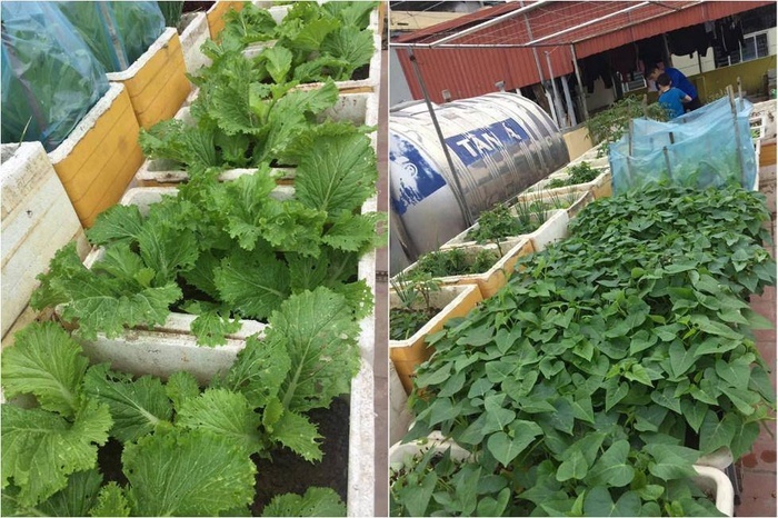 Đã mắt với vườn rau trong thùng xốp ăn không xuể của mẹ đảm Hà thành-10