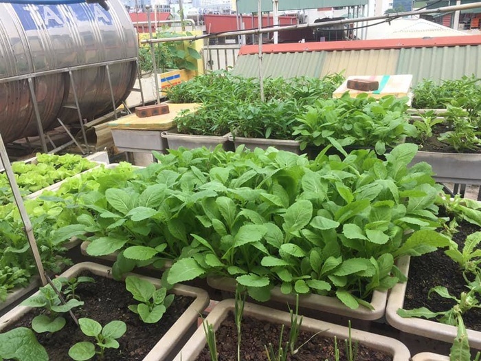 Đã mắt với vườn rau trong thùng xốp ăn không xuể của mẹ đảm Hà thành-11