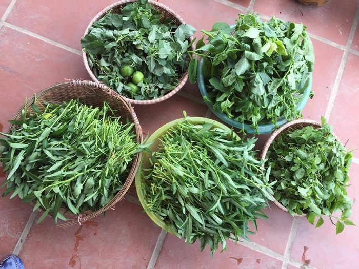 Đã mắt với vườn rau trong thùng xốp ăn không xuể của mẹ đảm Hà thành-12