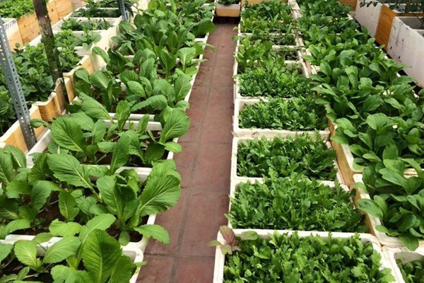 Khó rời mắt khỏi vườn rau trĩu trịt, cá béo mầm trên sân thượng của ông bố yêu gia đình-12