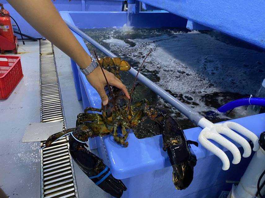 Cua hoàng đế, tôm hùm Alaska... cũng rớt giá vì dịch Covid-19-5