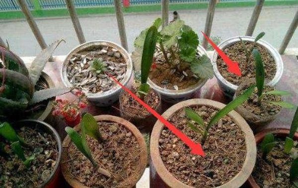 Người làm vườn tiết lộ bí quyết cứ trồng là cây xanh tốt, không sợ sâu bệnh hại-1