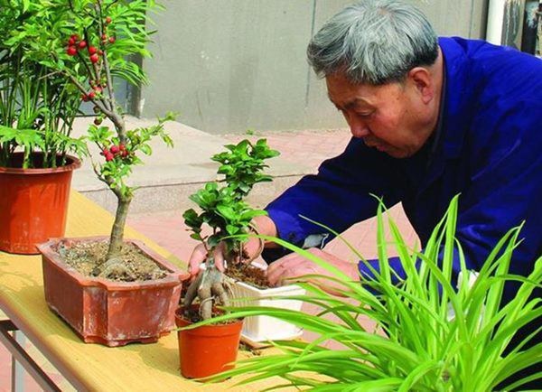 Người làm vườn tiết lộ bí quyết cứ trồng là cây xanh tốt, không sợ sâu bệnh hại-2