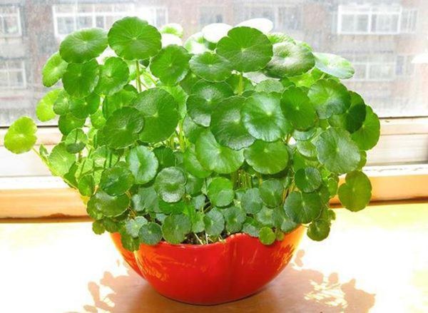 Người làm vườn tiết lộ bí quyết cứ trồng là cây xanh tốt, không sợ sâu bệnh hại-3