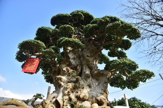 Đại gia tiếc ngẩn ngơ, chi 10 tỷ không mua nổi cây duối cổ-1