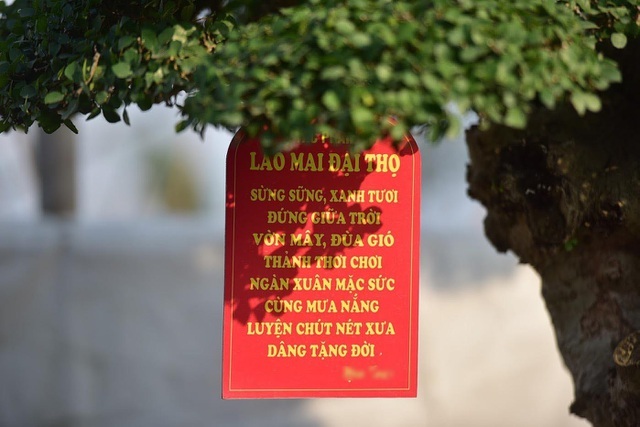 Đại gia tiếc ngẩn ngơ, chi 10 tỷ không mua nổi cây duối cổ-10