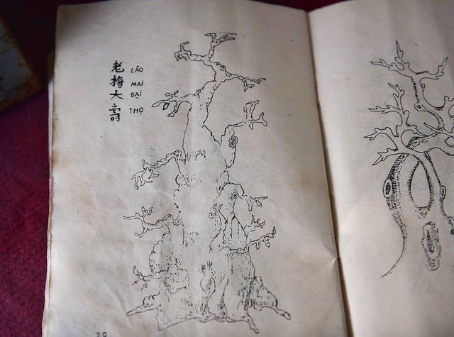 Đại gia tiếc ngẩn ngơ, chi 10 tỷ không mua nổi cây duối cổ-5