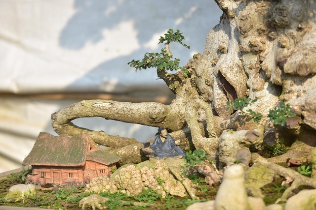 Đại gia tiếc ngẩn ngơ, chi 10 tỷ không mua nổi cây duối cổ-6