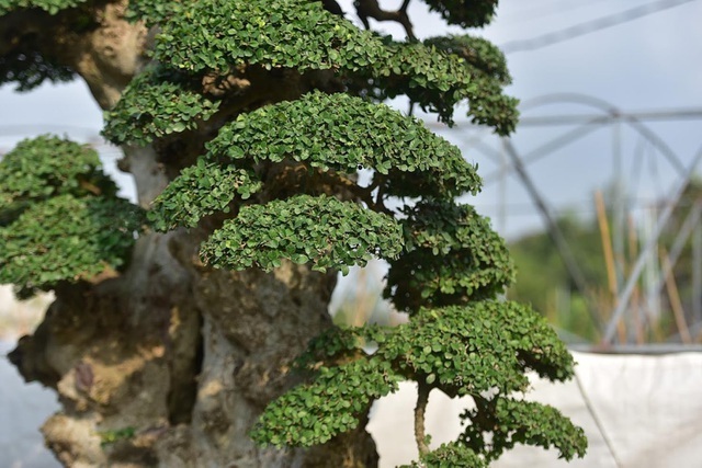 Đại gia tiếc ngẩn ngơ, chi 10 tỷ không mua nổi cây duối cổ-7