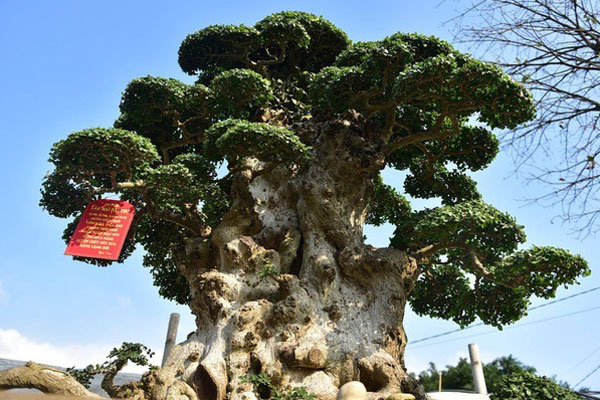 Đại gia xếp hàng, ôm tiền tỷ chờ mua cây sanh Thánh Gióng cưỡi ngựa-9