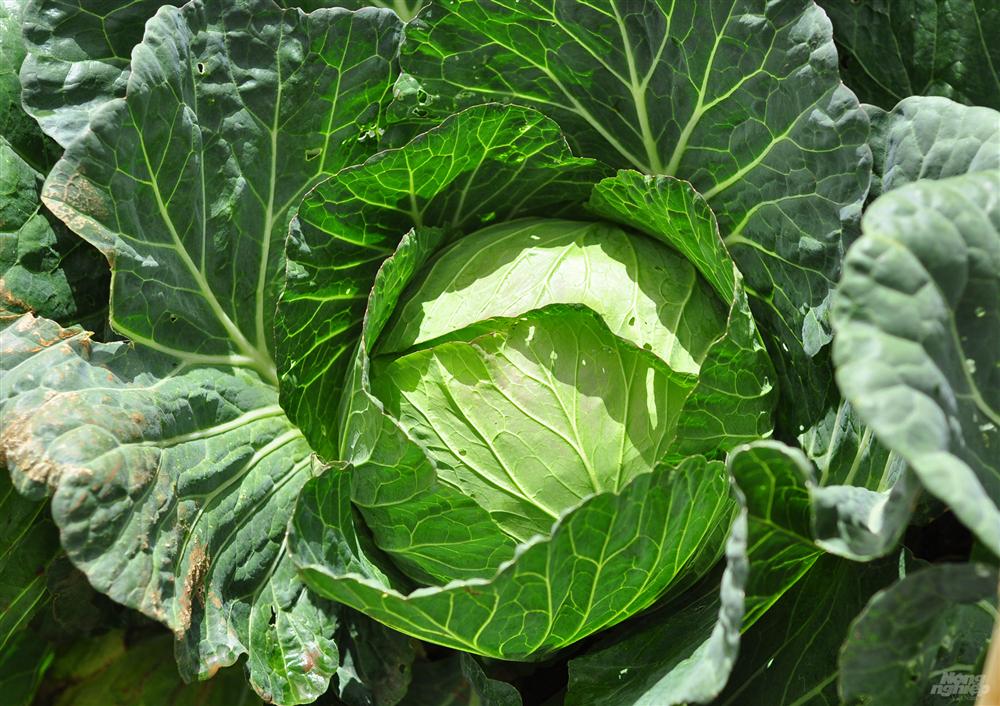 Bắp cải giá 1.000đồng/bắp, nông dân định băm nhỏ ủ làm phân-2