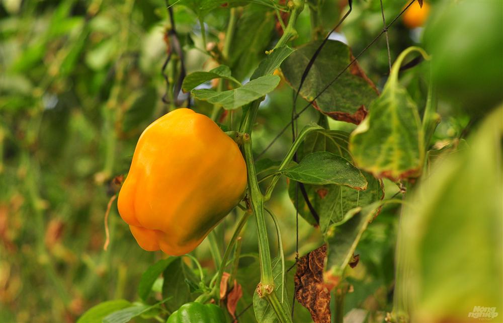 Bắp cải giá 1.000đồng/bắp, nông dân định băm nhỏ ủ làm phân-3