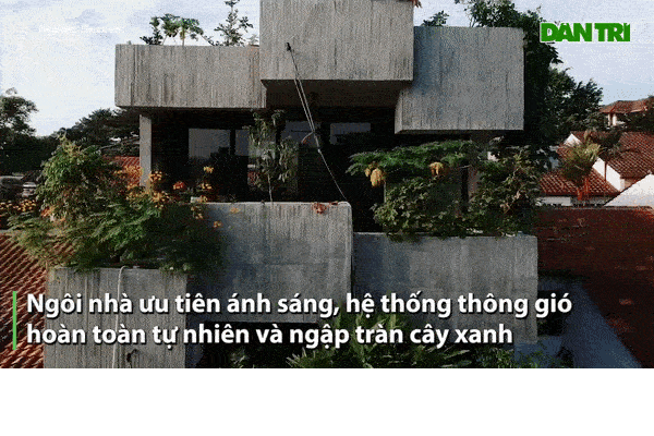 Cận cảnh những ngôi nhà treo mình trên cây, độc nhất Việt Nam-12