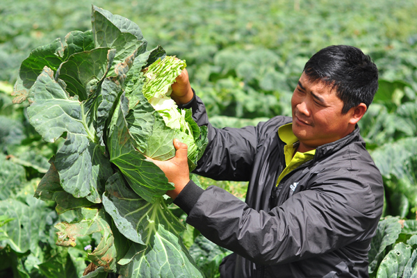 Bắp cải Trung Quốc màu lạ, tới tấp đặt mua, rước về đón Tết-4