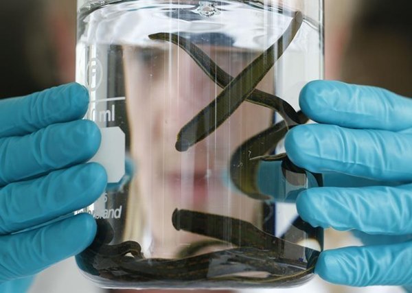 Loài đỉa nắm giữ ‘chìa khóa’ ngăn bùng phát virus corona tương lai-3