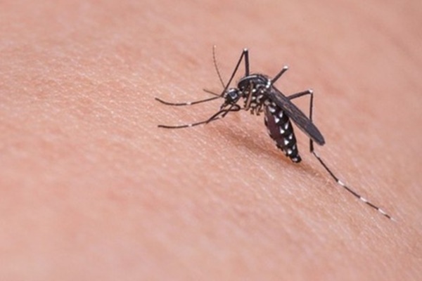 Covid-19: Singapore có trường hợp đầu tiên trên thế giới cùng lúc mắc cả virus corona và sốt xuất huyết-3