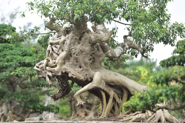 Đại gia xếp hàng, ôm tiền tỷ chờ mua cây sanh Thánh Gióng cưỡi ngựa-1