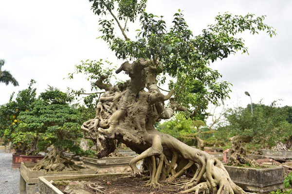 Mít cổ 120 triệu đồng/cây, đại gia ráo riết săn lùng-7