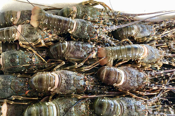 Hà Nội xuất hiện bánh mì thanh long 3.000 đồng/chiếc-5