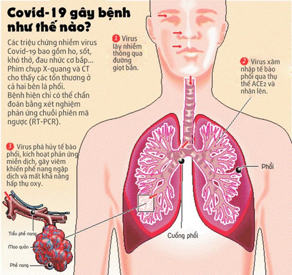 [Infographic] Đây là cách virus Covid-19 tàn phá cơ thể người-2