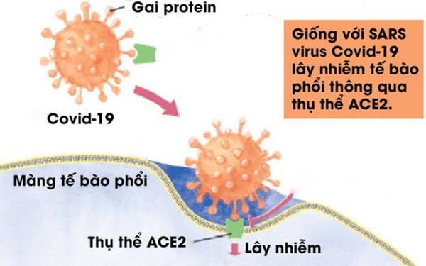 [Infographic] Đây là cách virus Covid-19 tàn phá cơ thể người-3