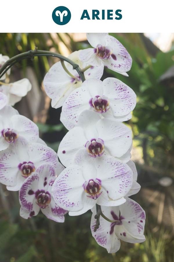 Chọn cây cảnh trong nhà theo cung Hoàng đạo hợp mệnh gia chủ-1