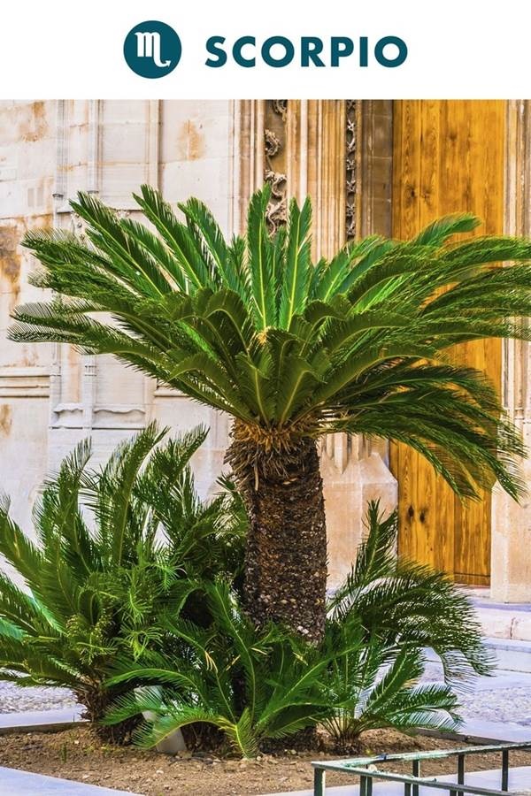 Chọn cây cảnh trong nhà theo cung Hoàng đạo hợp mệnh gia chủ-8