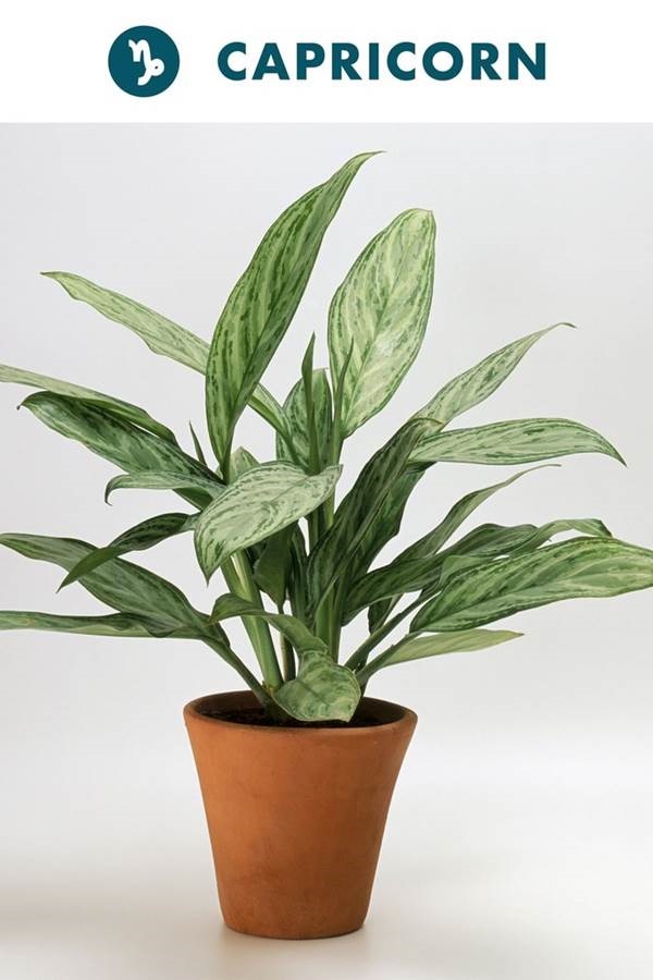 Chọn cây cảnh trong nhà theo cung Hoàng đạo hợp mệnh gia chủ-10