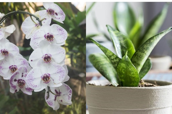 Khu vườn khủng tiền tỷ của đại gia kỳ lạ, bán cả nhà Hà Nội để mua cây cảnh-15