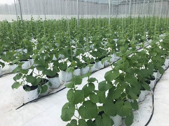 Khám phá nông trại dưa trĩu quả của diễn viên Nguyệt Ánh-3
