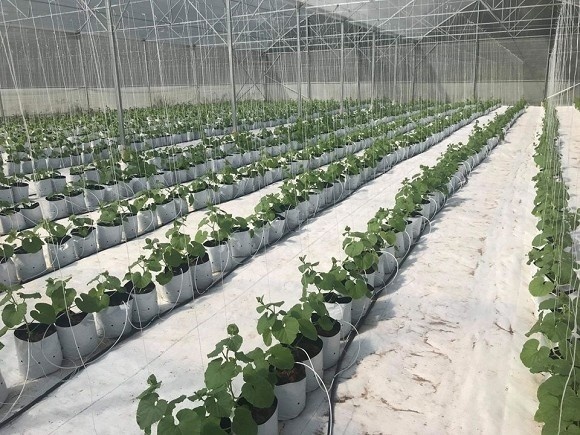 Khám phá nông trại dưa trĩu quả của diễn viên Nguyệt Ánh-4