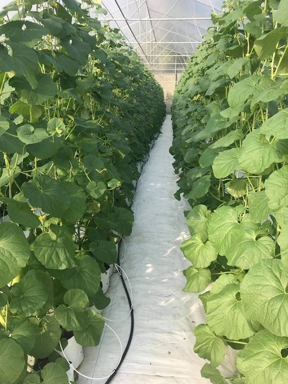 Khám phá nông trại dưa trĩu quả của diễn viên Nguyệt Ánh-5