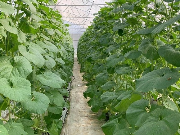 Khám phá nông trại dưa trĩu quả của diễn viên Nguyệt Ánh-6