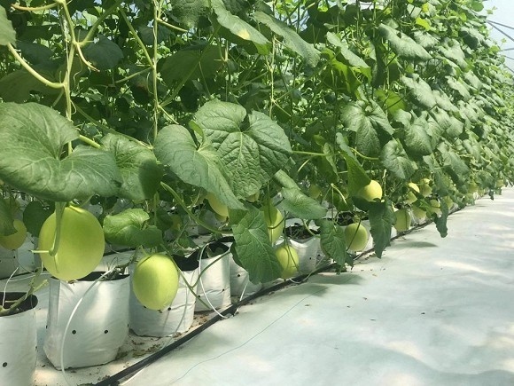 Khám phá nông trại dưa trĩu quả của diễn viên Nguyệt Ánh-7