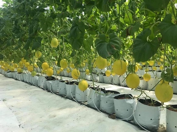 Khám phá nông trại dưa trĩu quả của diễn viên Nguyệt Ánh-9