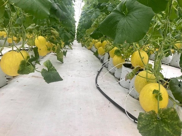 Khám phá nông trại dưa trĩu quả của diễn viên Nguyệt Ánh-10