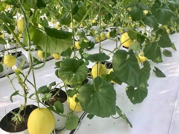 Khám phá nông trại dưa trĩu quả của diễn viên Nguyệt Ánh-11