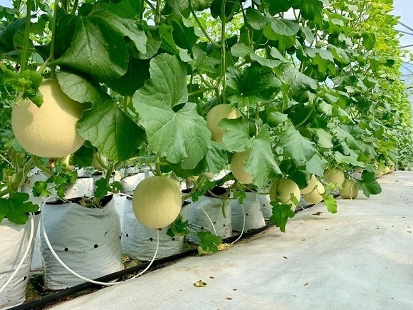 Khám phá nông trại dưa trĩu quả của diễn viên Nguyệt Ánh-12