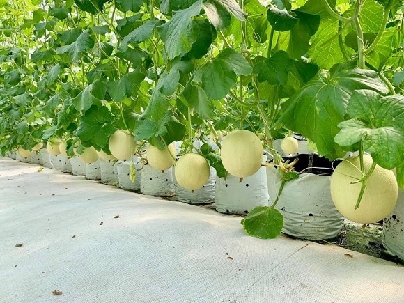 Khám phá nông trại dưa trĩu quả của diễn viên Nguyệt Ánh-14