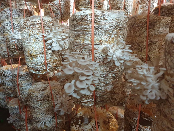 Trồng 600 bịch nấm sò, ngày nào cũng bán, giá từ 35-50 ngàn/kg-2