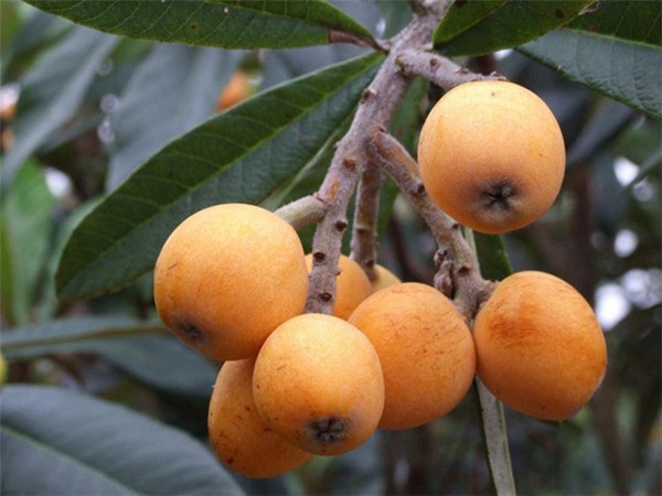 Hai bộ phận của phụ nữ chuyển sang màu đen, chứng tỏ tử cung bẩn”, kiến nghị ăn 2 loại quả, uống 2 loại nước”-3