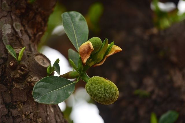 Mít cổ 120 triệu đồng/cây, đại gia ráo riết săn lùng-2