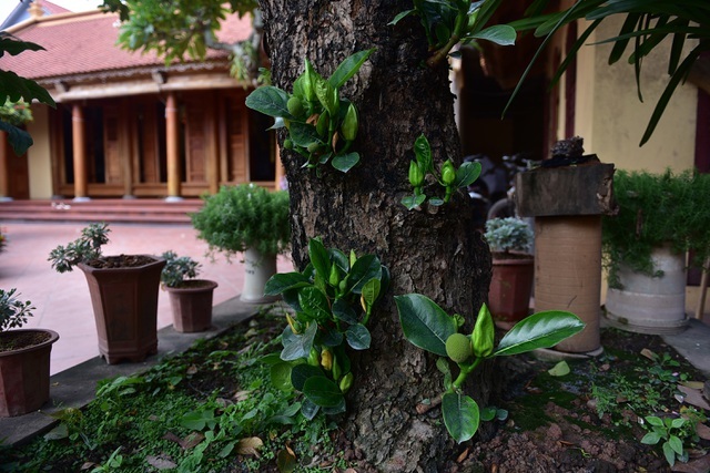 Mít cổ 120 triệu đồng/cây, đại gia ráo riết săn lùng-4