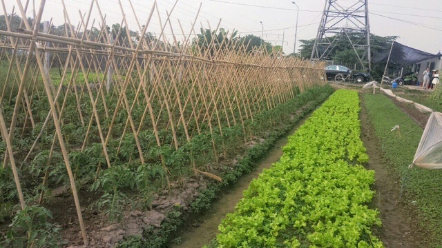 Lo thực phẩm bẩn, nhà giàu Hà Nội đua nhau thuê đất tự trồng rau ăn-1