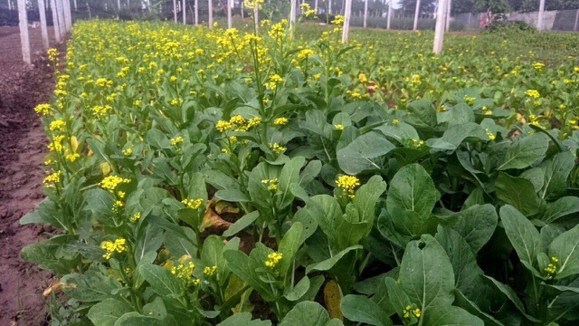 Lo thực phẩm bẩn, nhà giàu Hà Nội đua nhau thuê đất tự trồng rau ăn-2